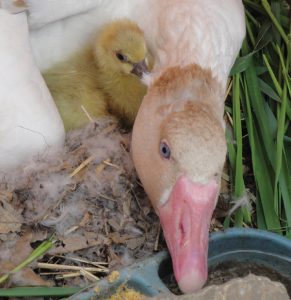 mother medium goose breed pomeranian with gosling